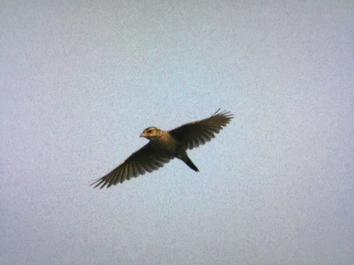 Singing Bushlark - ML640867760