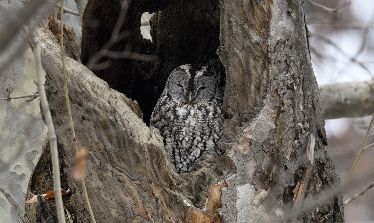 モリフクロウ - ML640867763