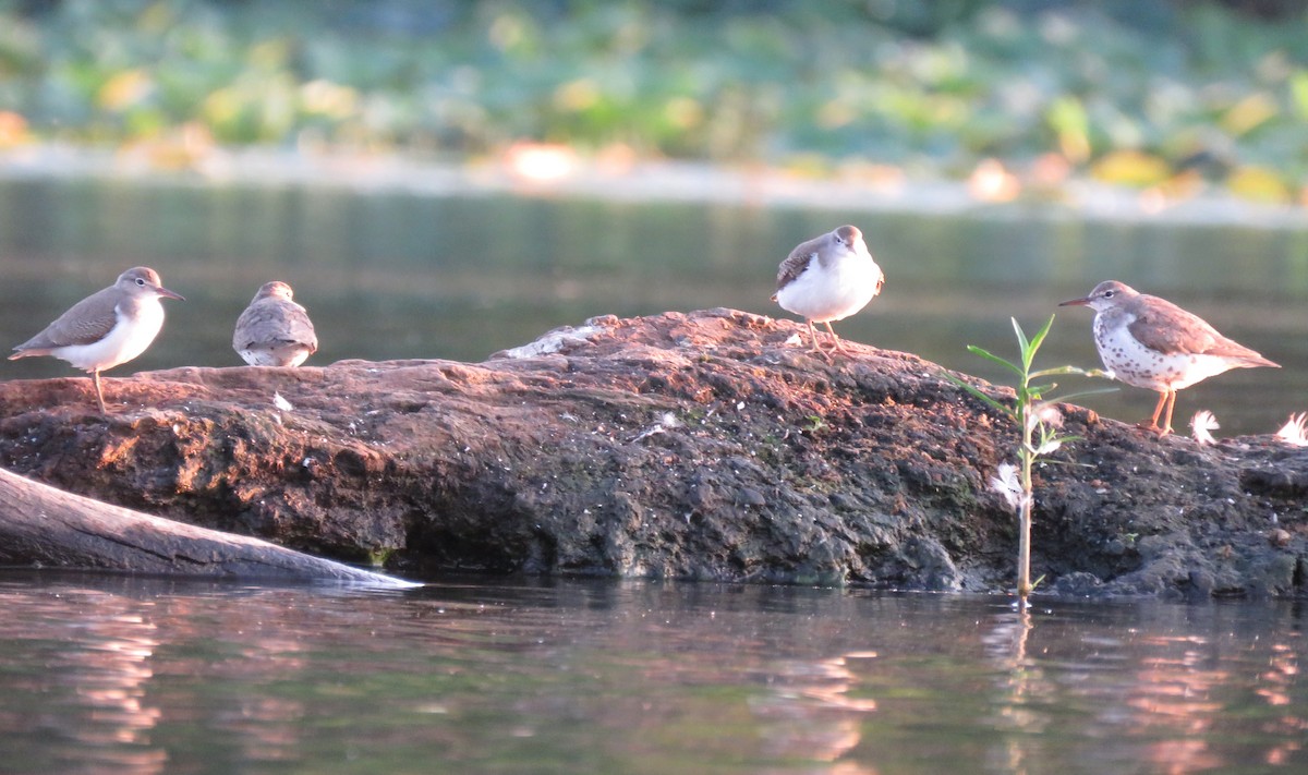 Spotted Sandpiper - ML640867767