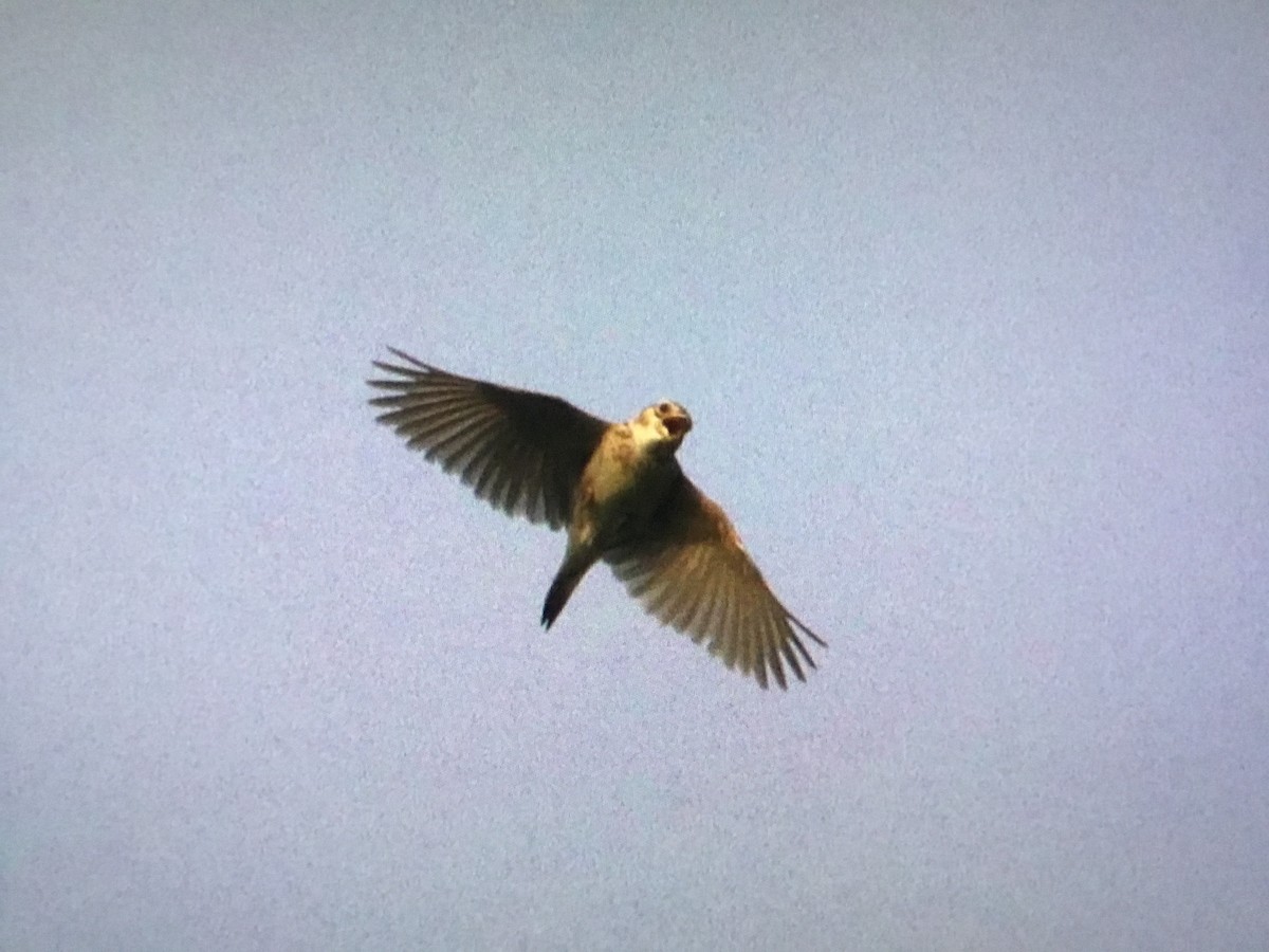 Singing Bushlark - ML640867781