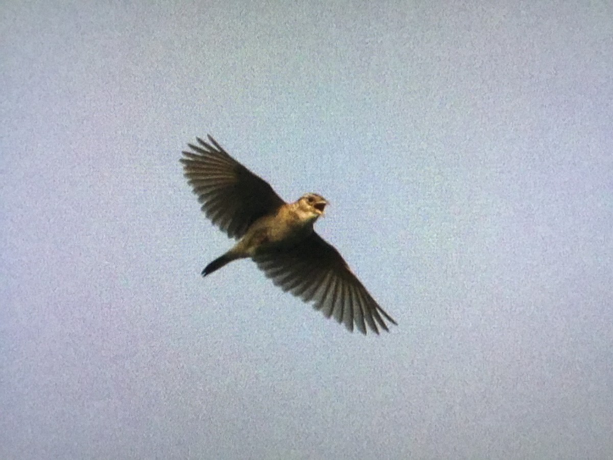 Singing Bushlark - ML640867793