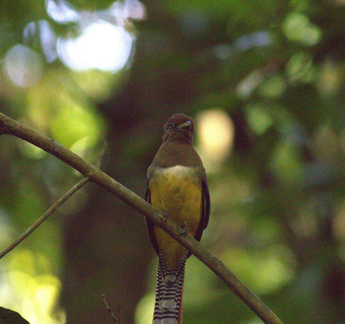 trogon modroocasý - ML640867841