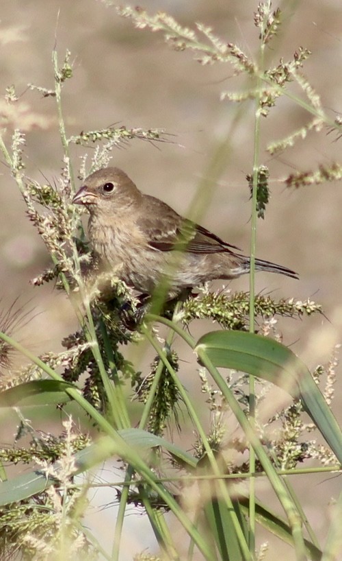 Lazuli Bunting - ML640867849