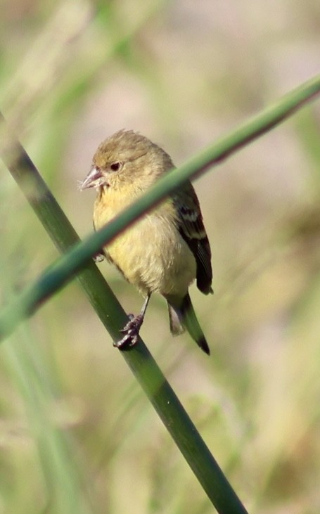 Lesser Goldfinch - ML640867859