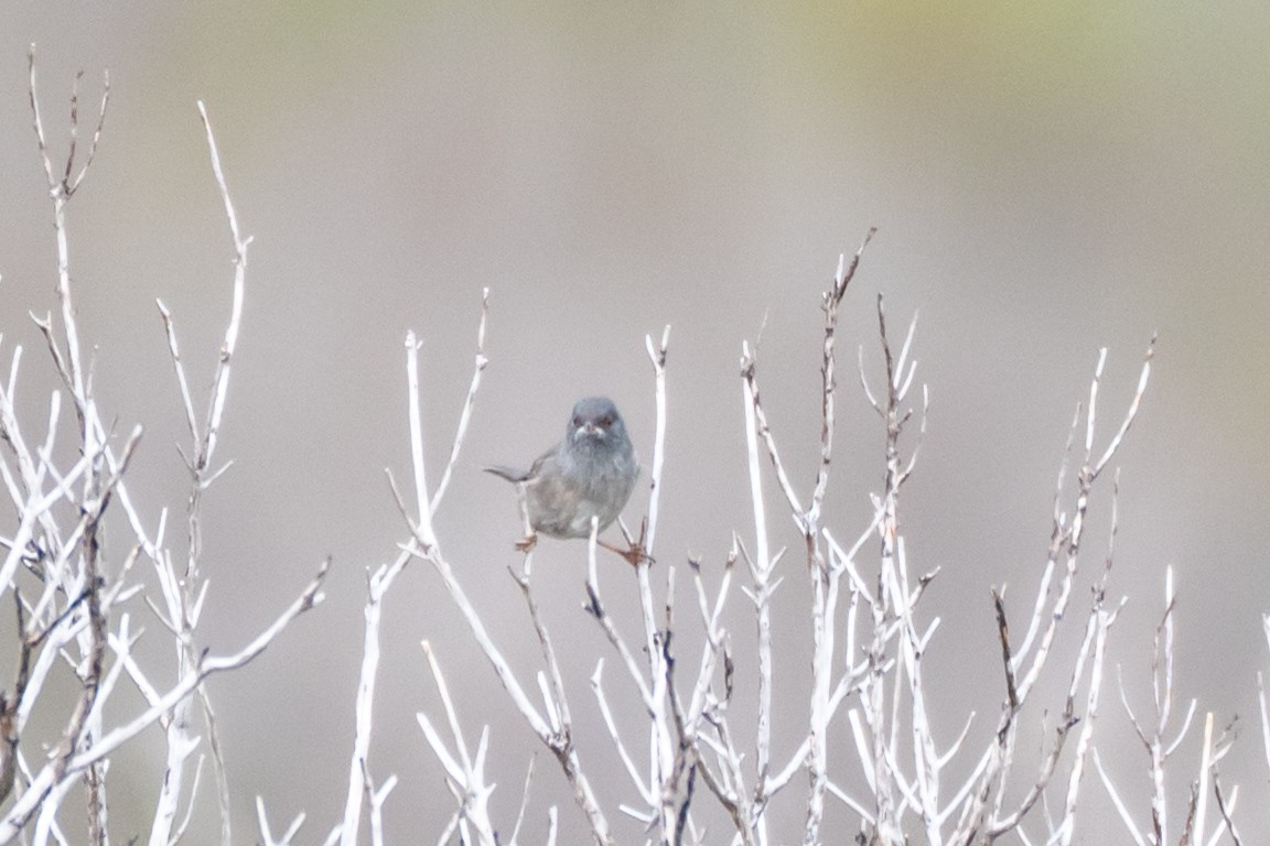 Marmora's Warbler - ML640867932