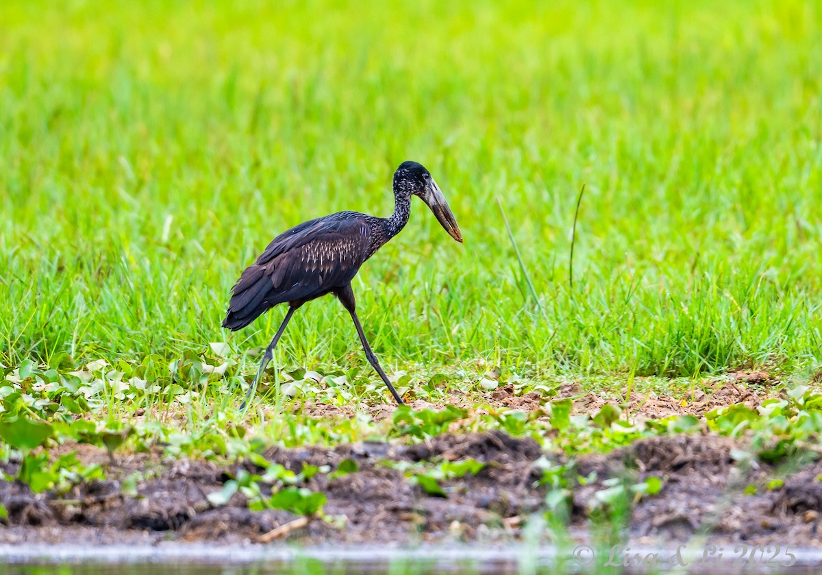 African Openbill - ML640867942