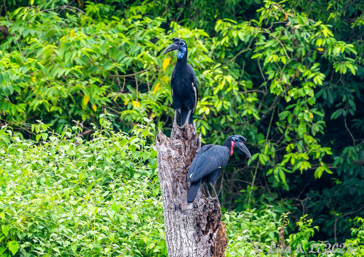 Abyssinian Ground-Hornbill - ML640867967