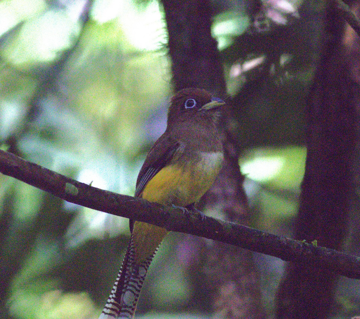 trogon modroocasý - ML640867983