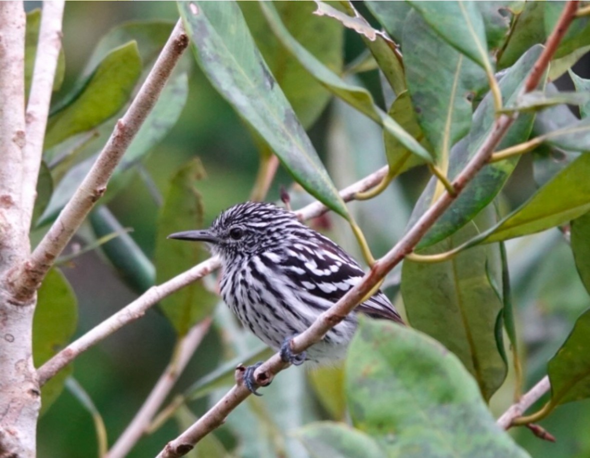 Cherrie's Antwren - ML640868056