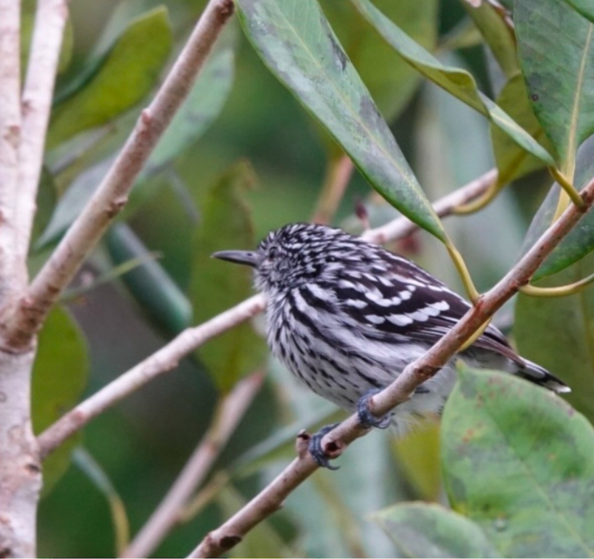 Cherrie's Antwren - ML640868057