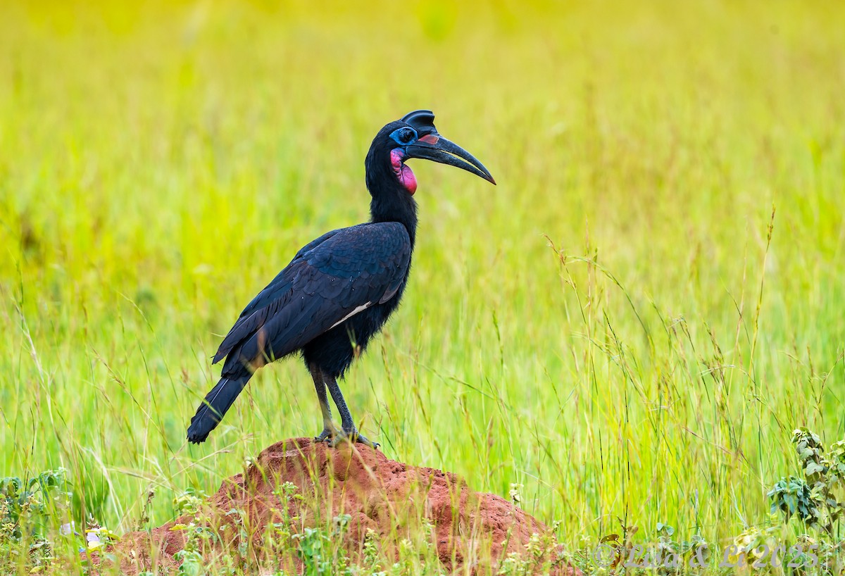 Abyssinian Ground-Hornbill - ML640868089