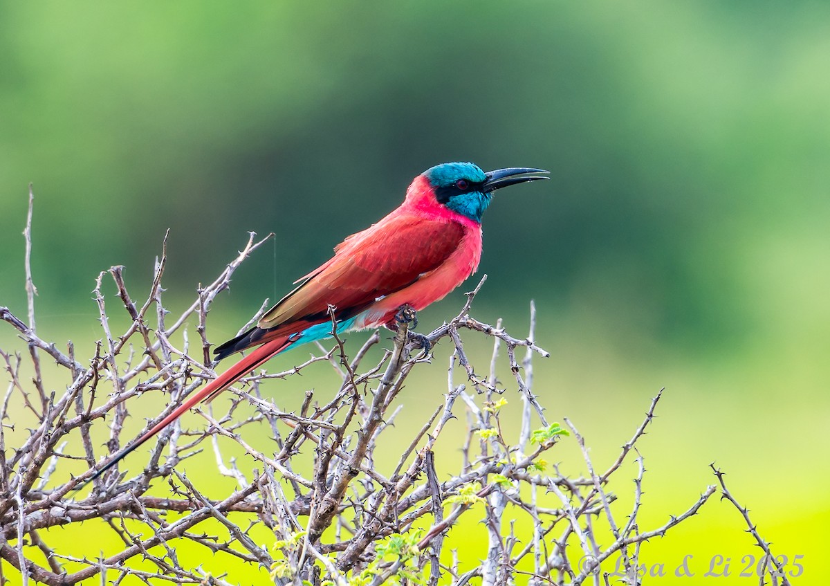 Northern Carmine Bee-eater - ML640868131