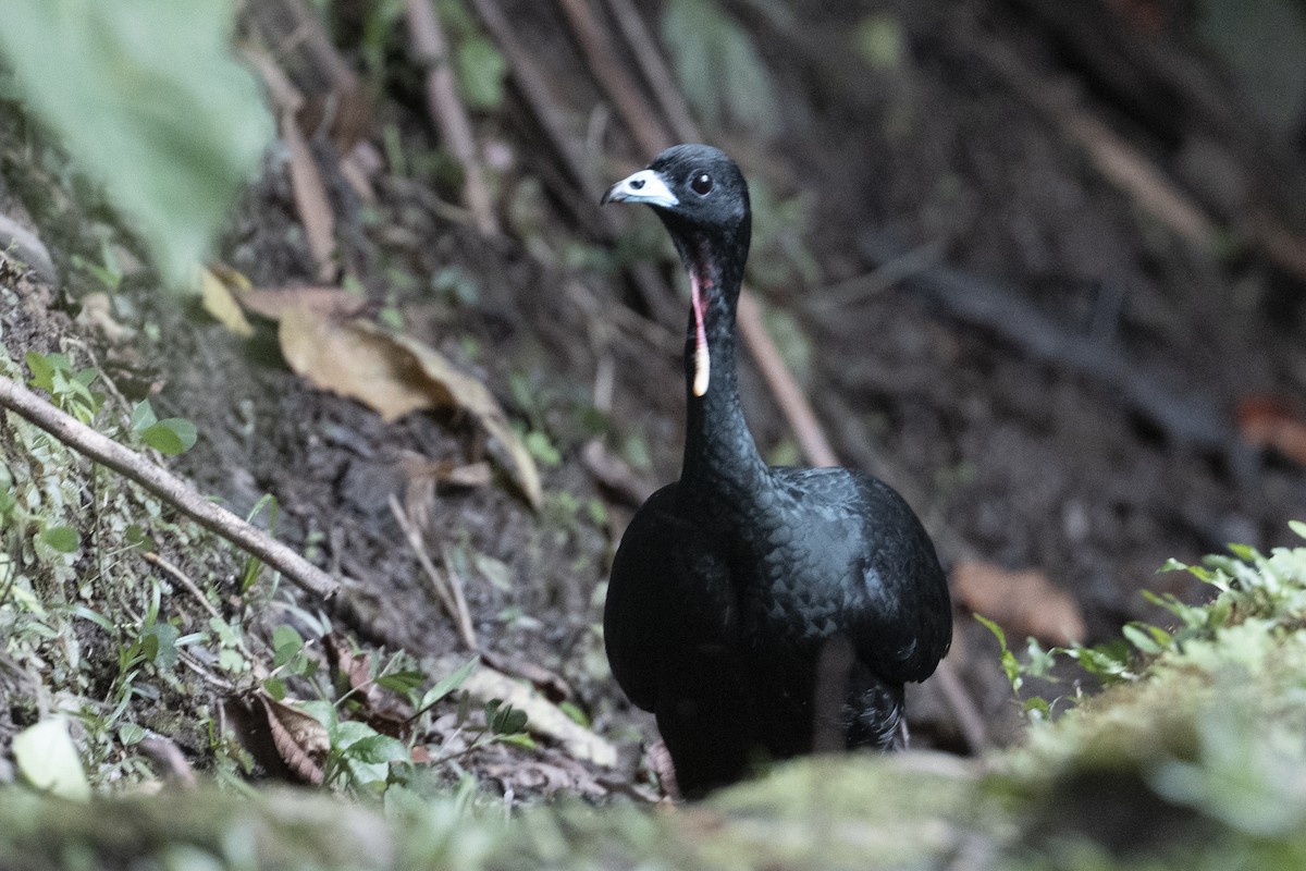 Wattled Guan - ML640868133