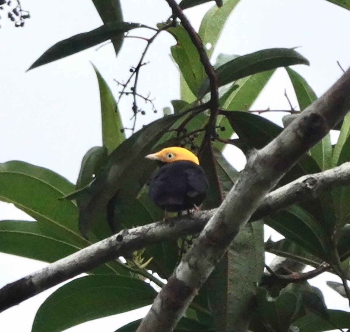 Golden-headed Manakin - ML640868142