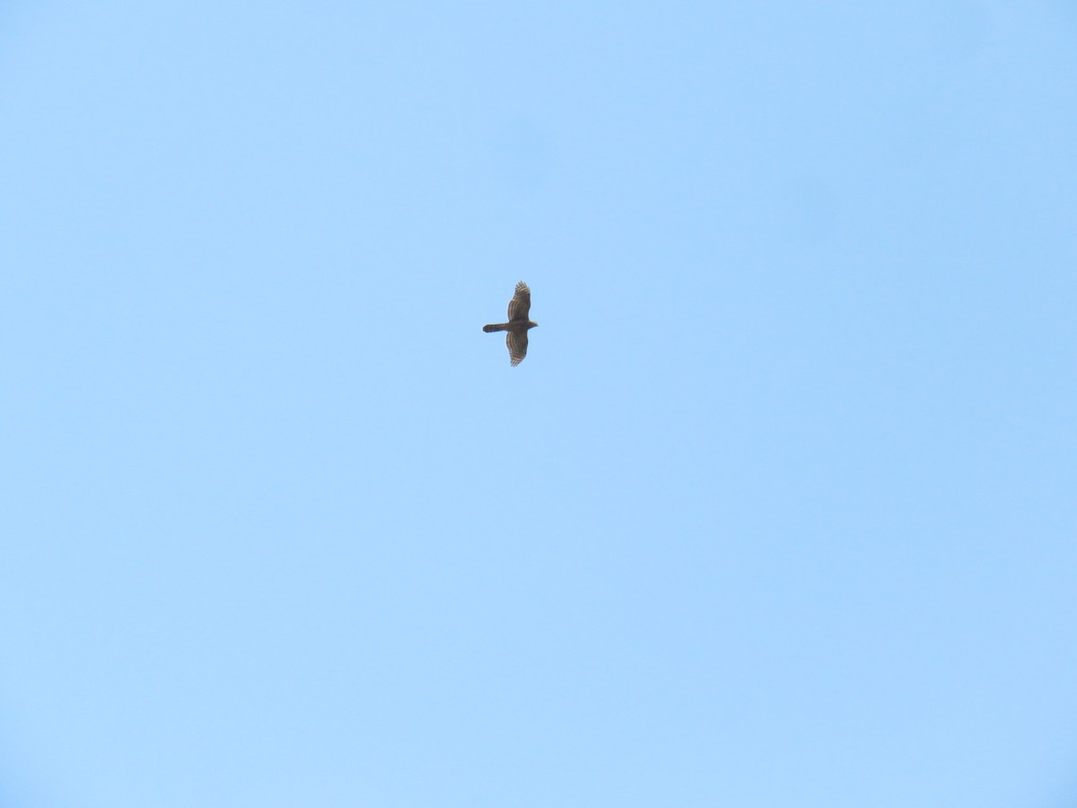 Eurasian Goshawk - ML640868147