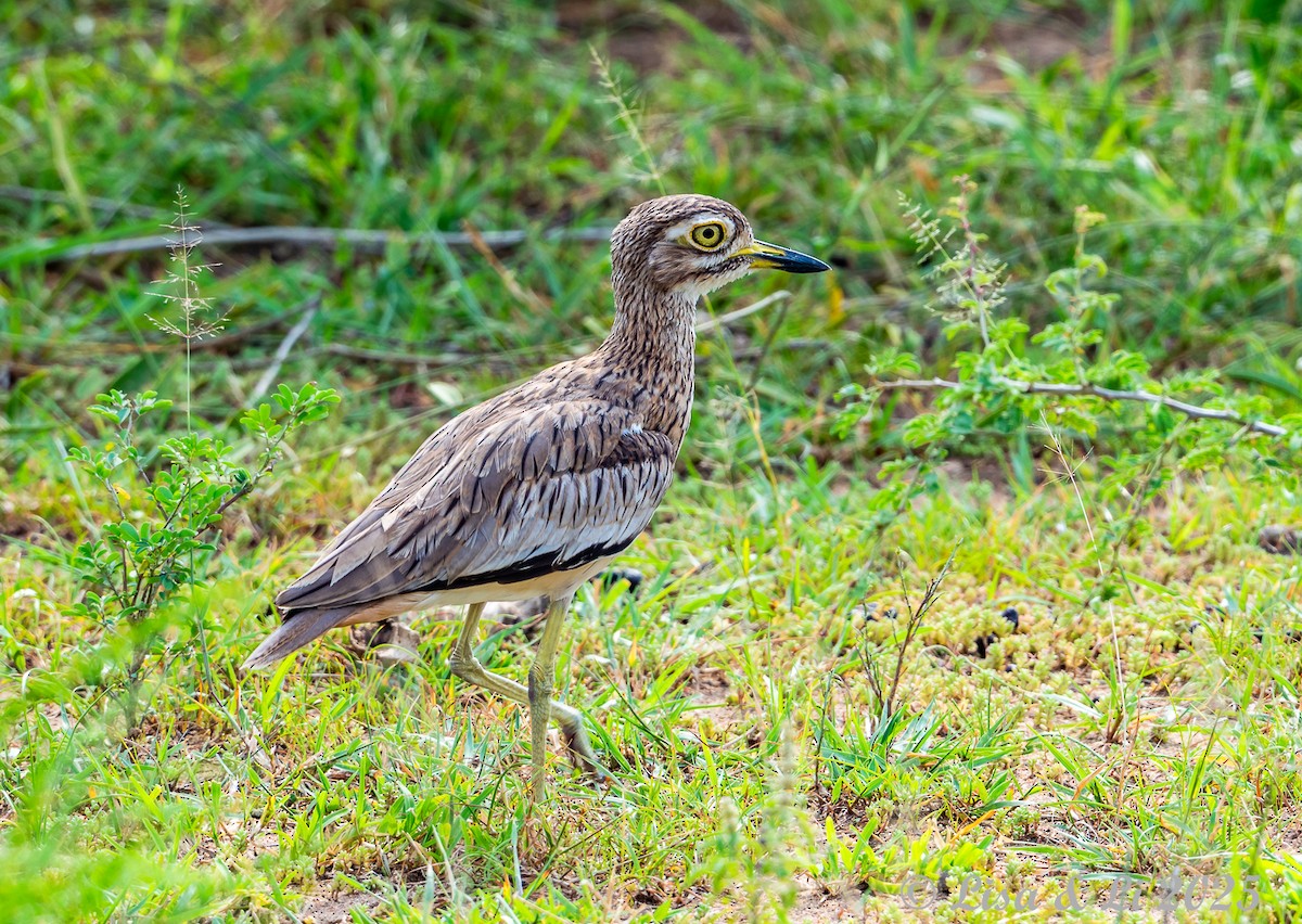 Senegal Thick-knee - ML640868163
