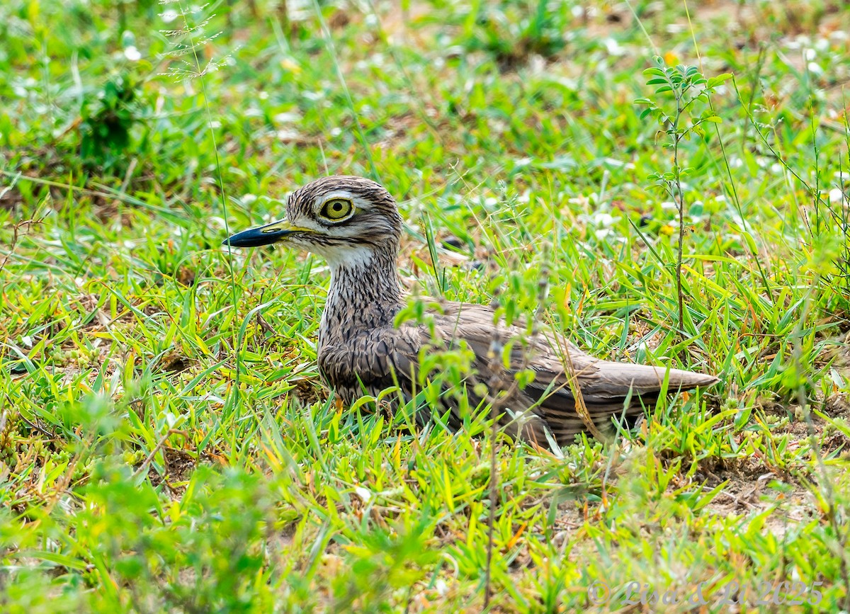 Senegal Thick-knee - ML640868164