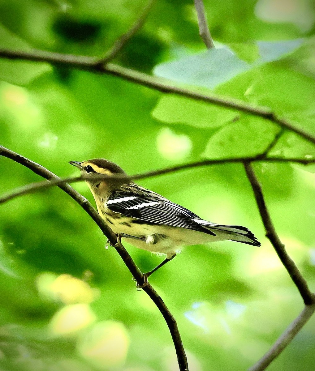 Blackburnian Warbler - ML640868171
