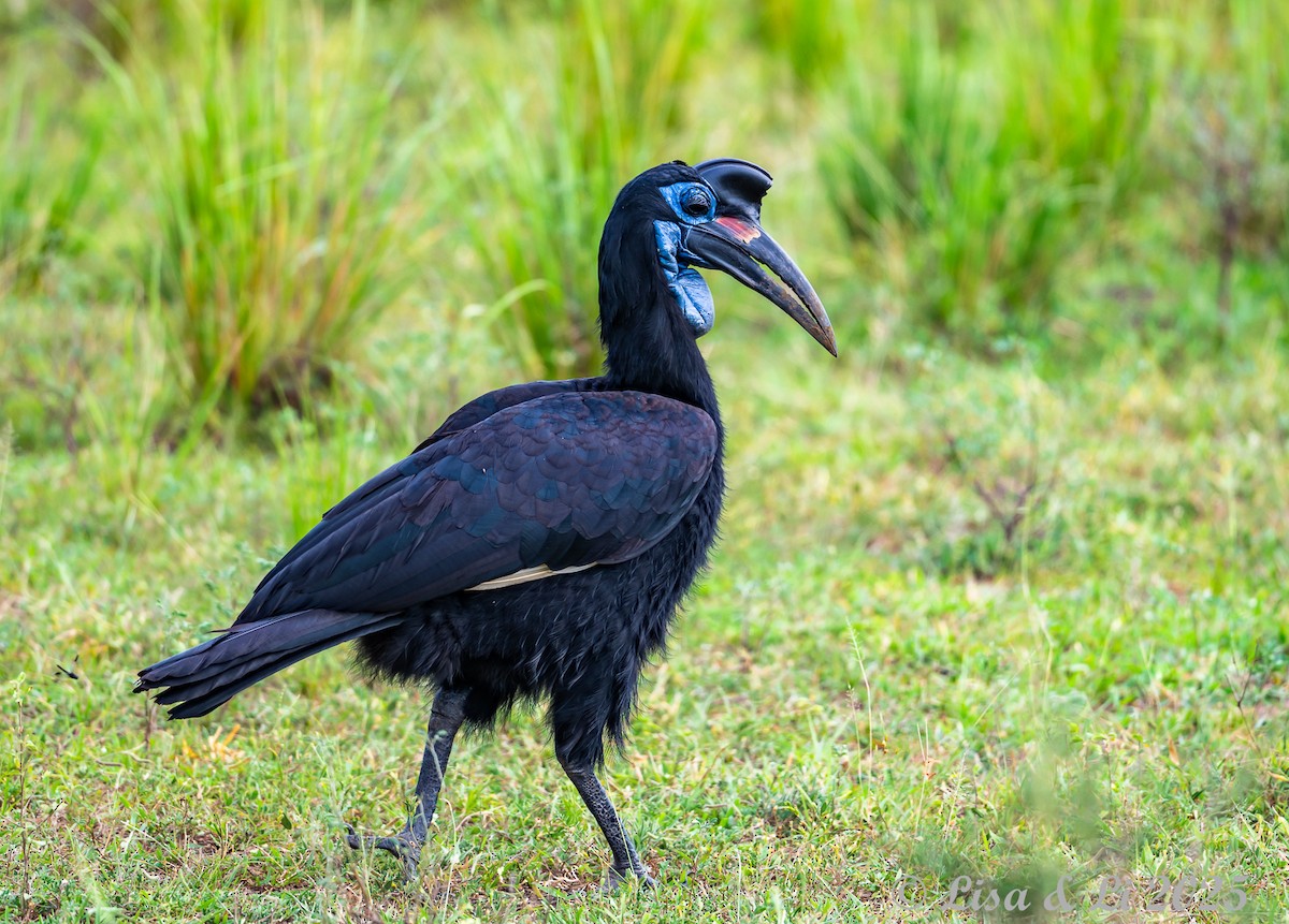 Abyssinian Ground-Hornbill - ML640868181
