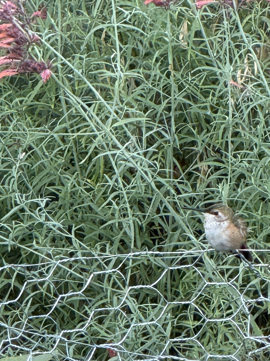Rufous Hummingbird - ML640868214
