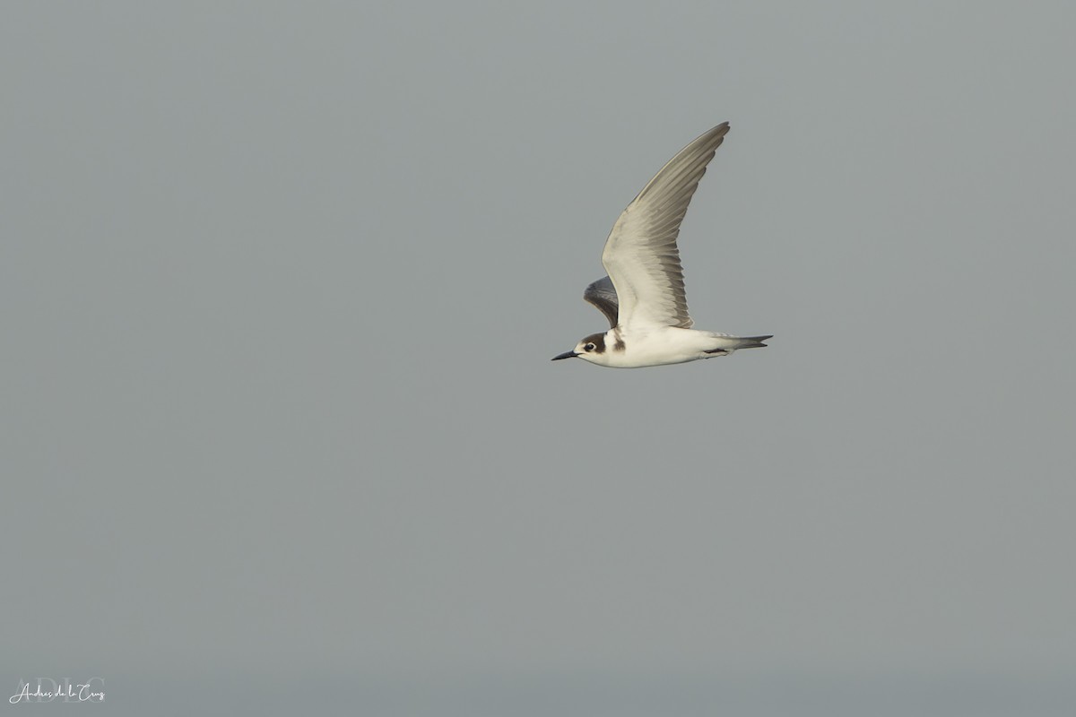 Black Tern - ML640868244
