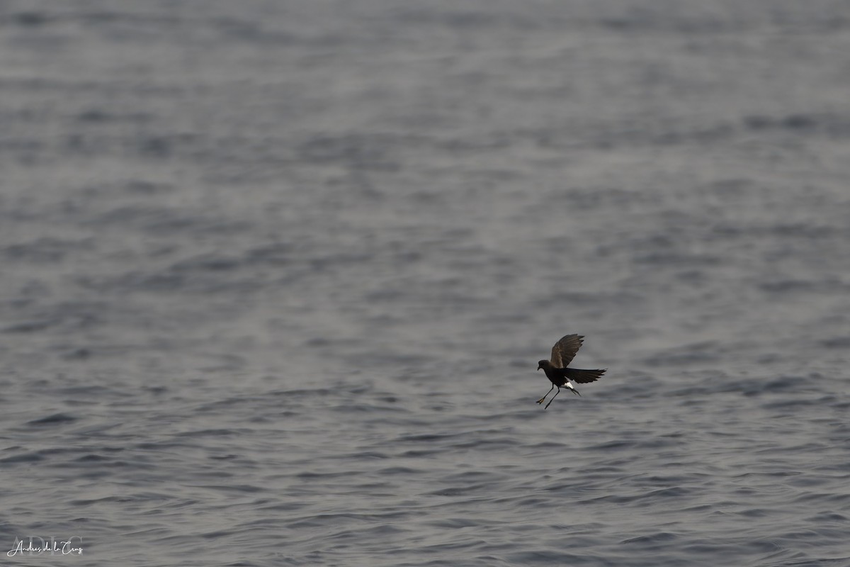 Wilson's Storm-Petrel - ML640868248