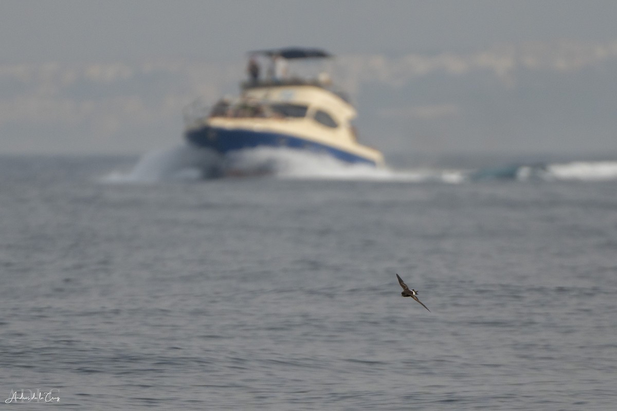 Wilson's Storm-Petrel - ML640868249