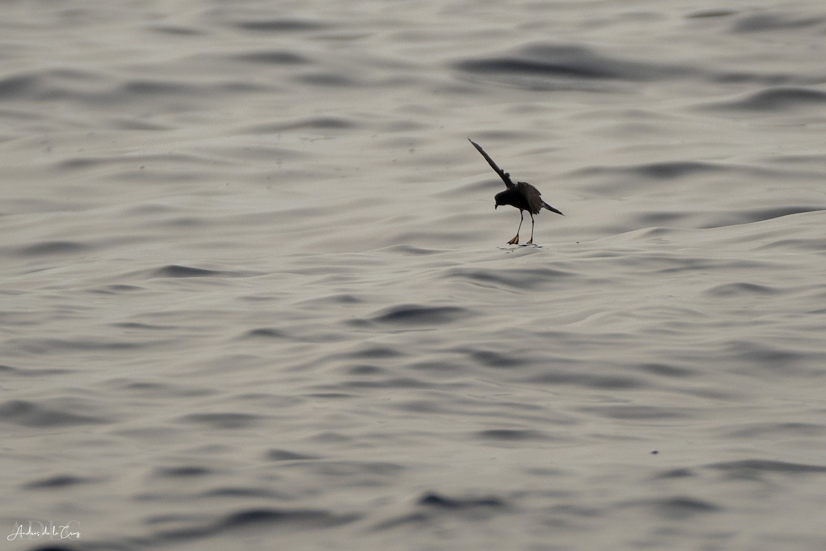 Wilson's Storm-Petrel - ML640868262
