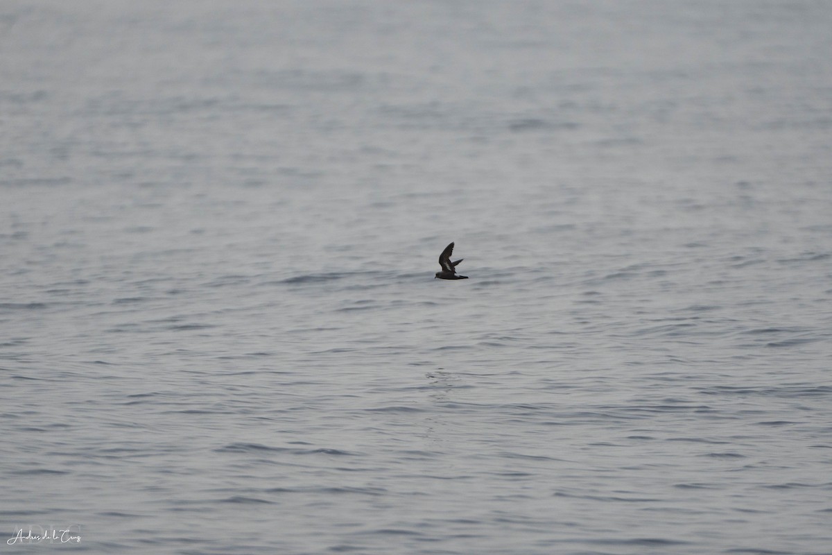 European Storm-Petrel - ML640868276