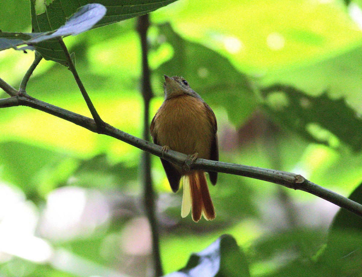 Ruddy-tailed Flycatcher - ML640868277