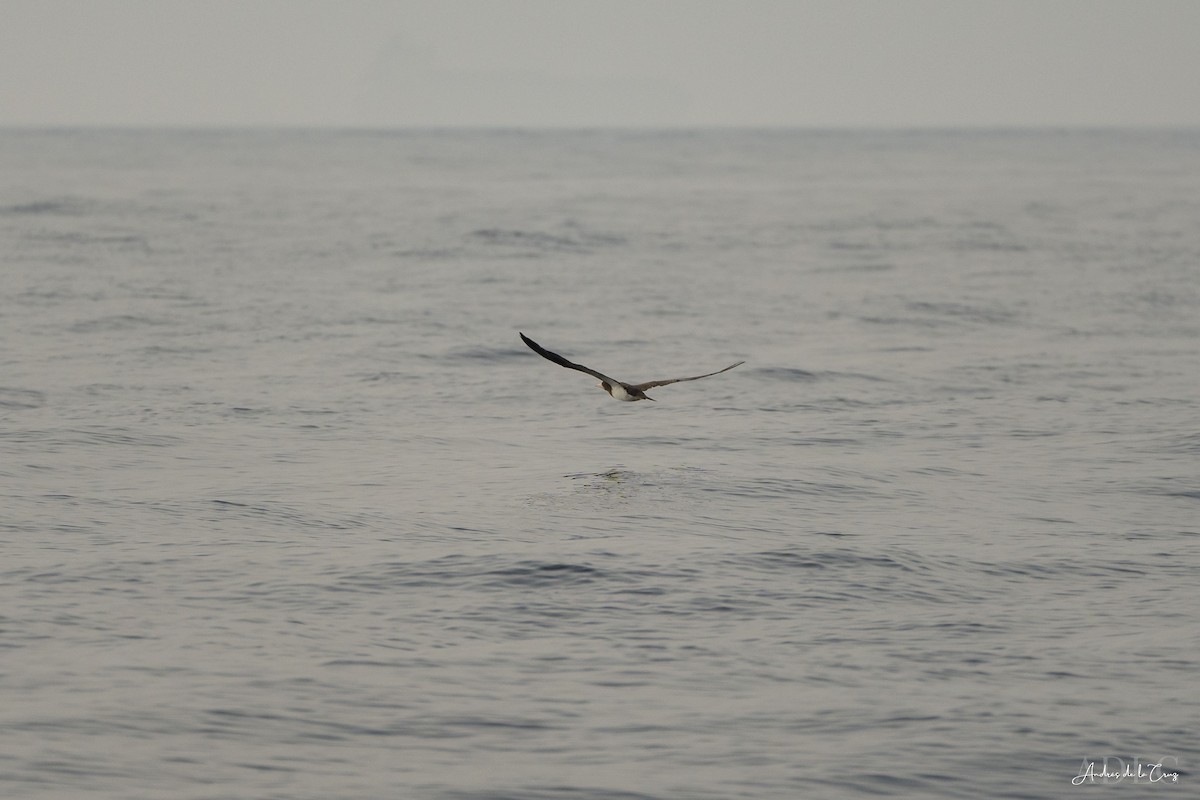 Brown Booby - ML640868321