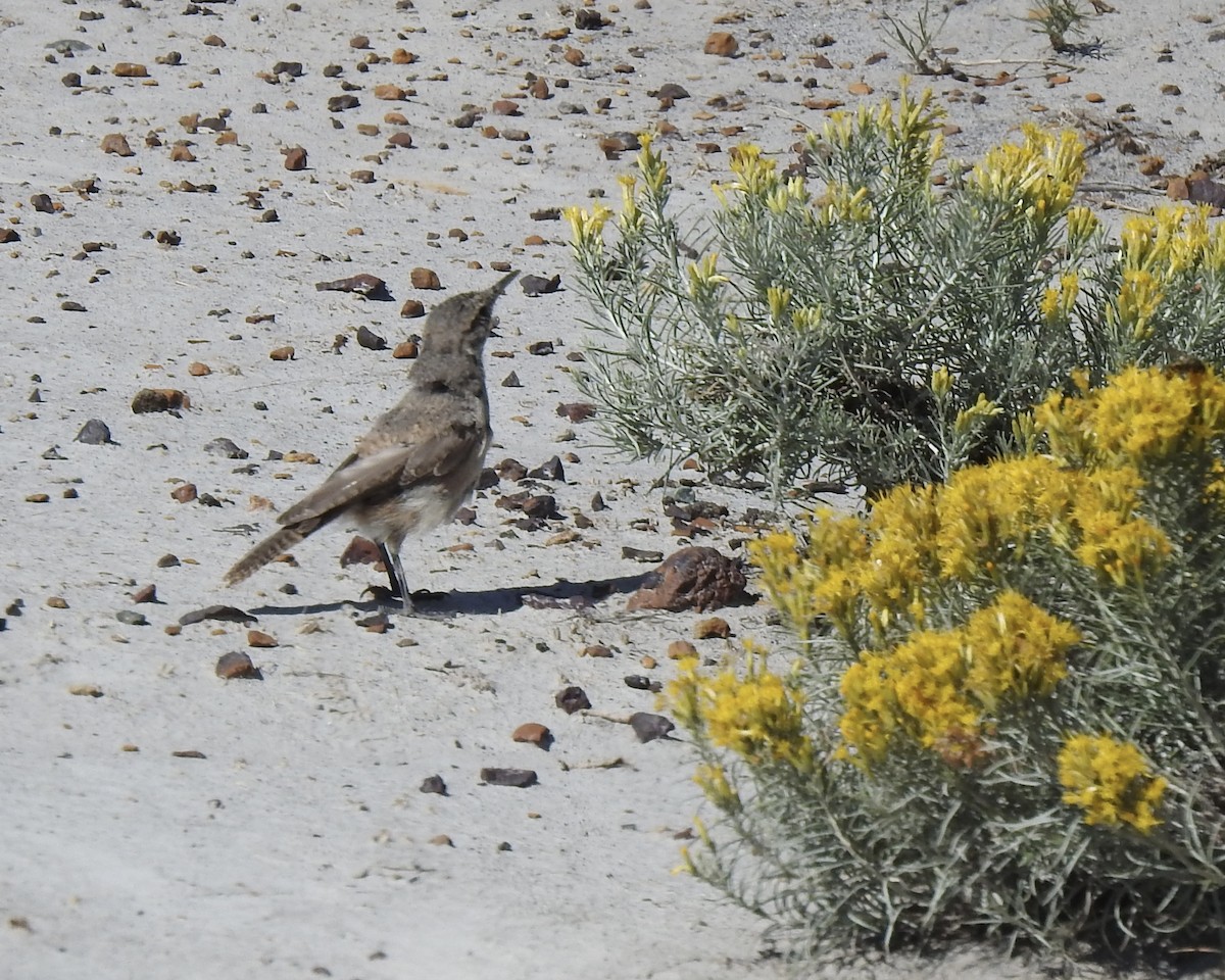 Rock Wren - ML640868333