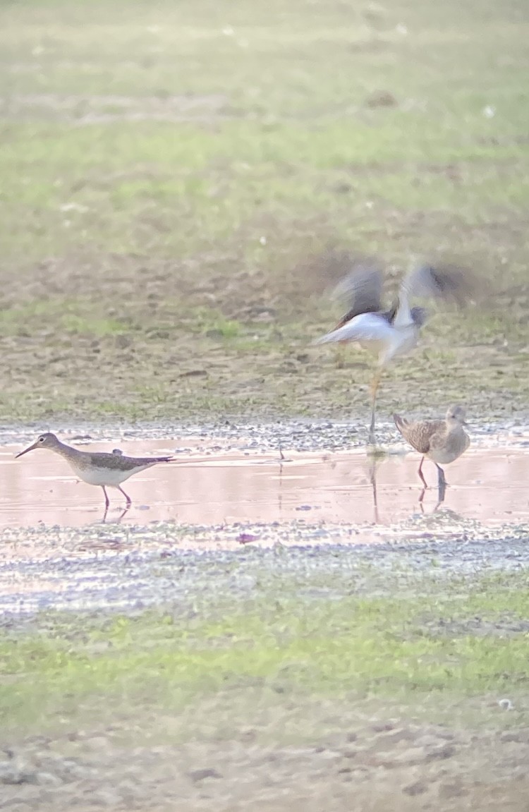 Solitary Sandpiper - ML640868340