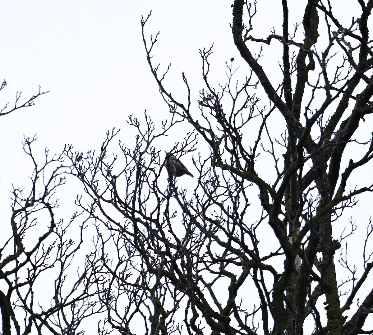 Eurasian Nuthatch (Western) - ML640868357