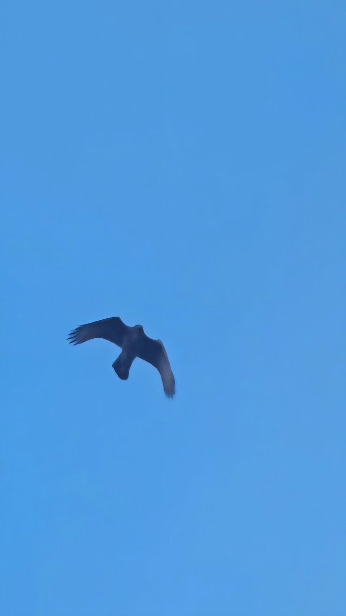Rufous-tailed Hawk - ML640868402
