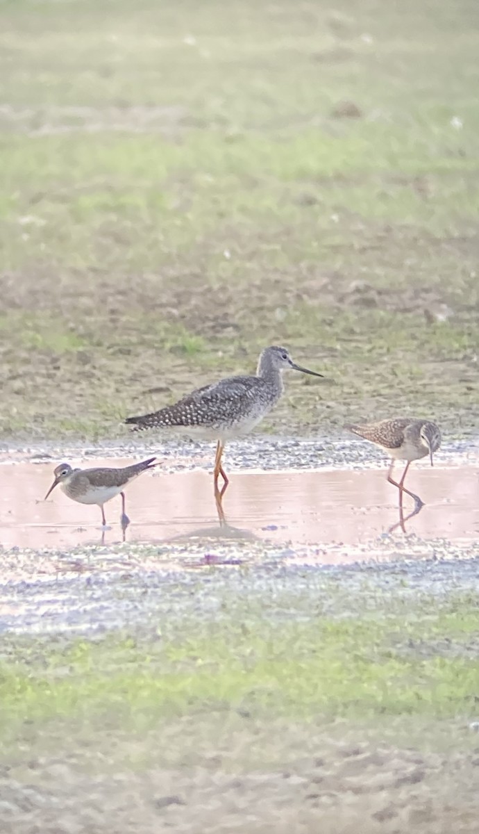 Greater Yellowlegs - ML640868410