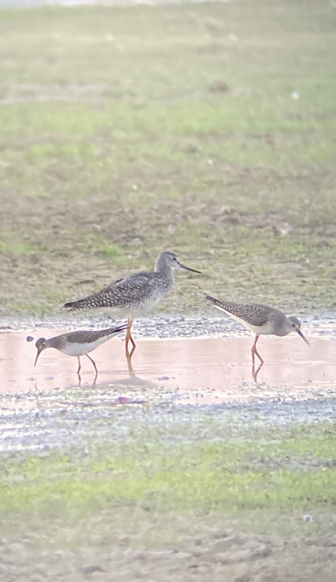 Greater Yellowlegs - ML640868411