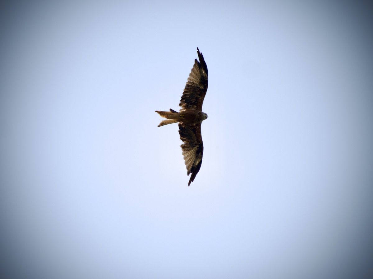Red Kite - ML640868451