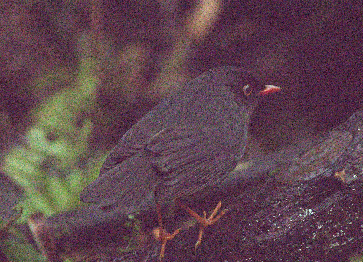 Slaty-backed Nightingale-Thrush - ML640868458