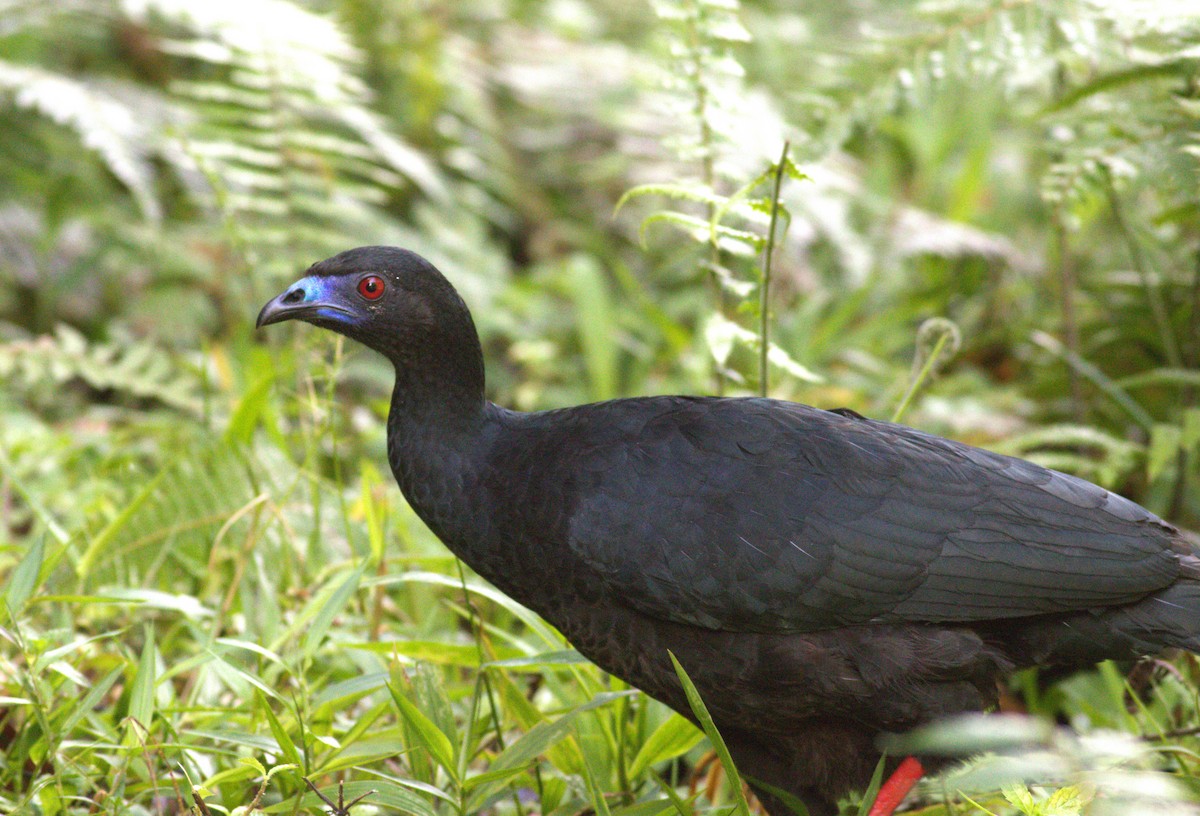 Schwarzguan - ML640868501