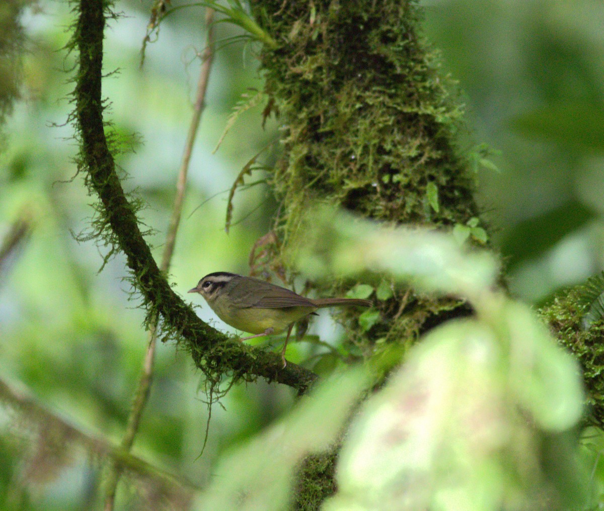 Costa Rican Warbler - ML640868577