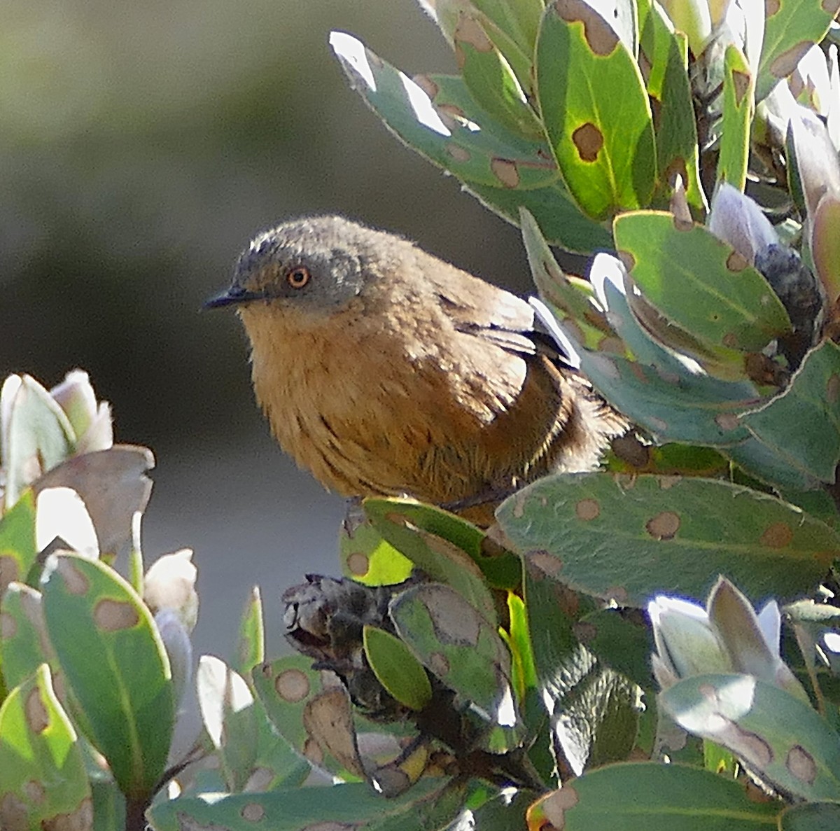 Victorin's Warbler - ML640868641