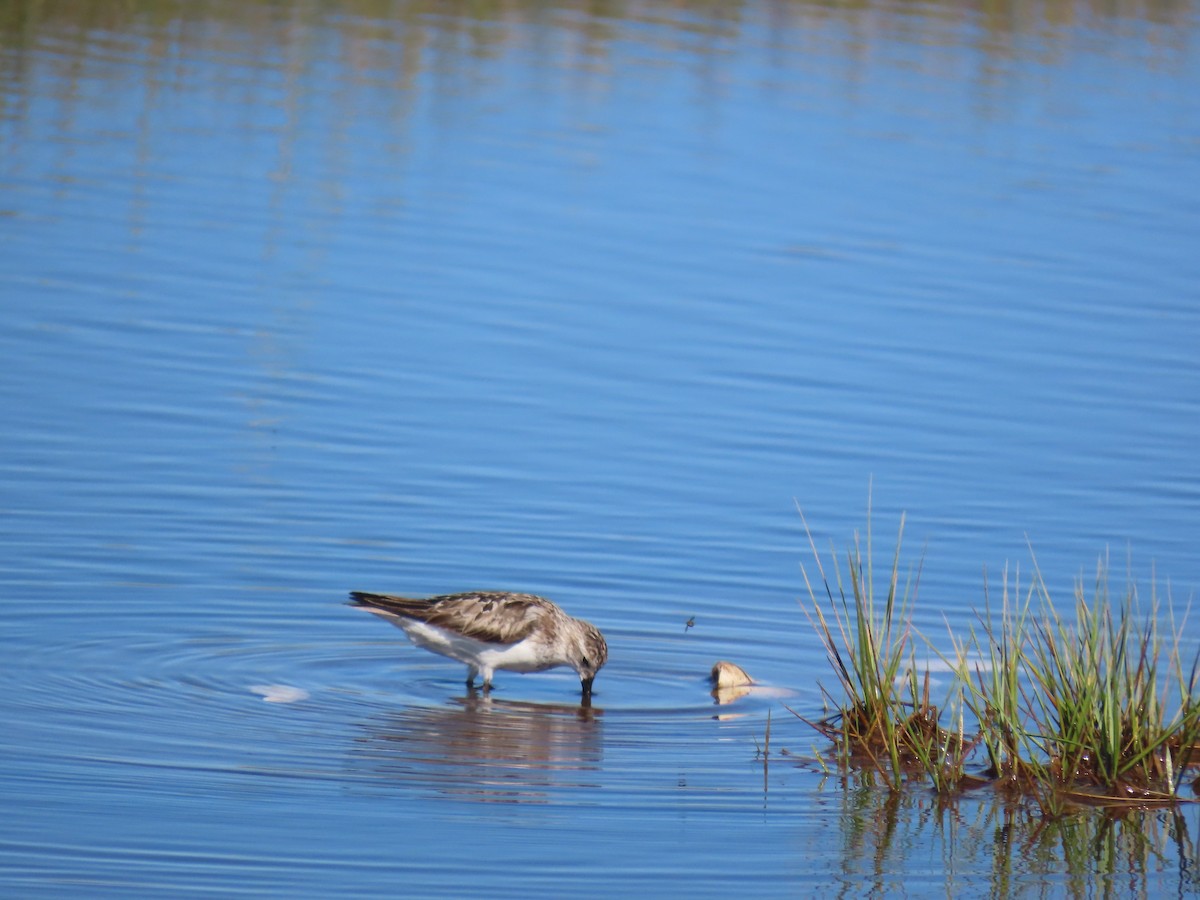 Semipalmated Sandpiper - ML640868736