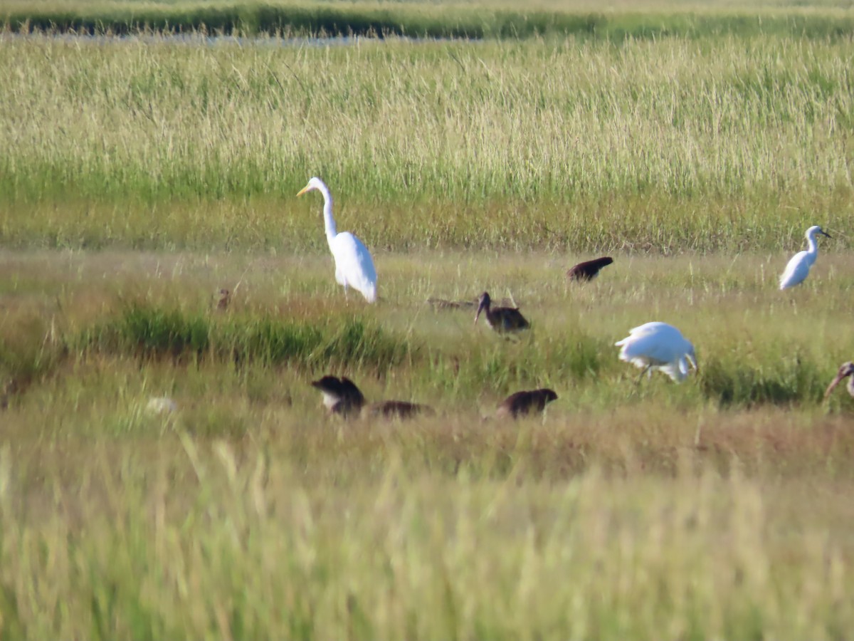 White Ibis - ML640868757