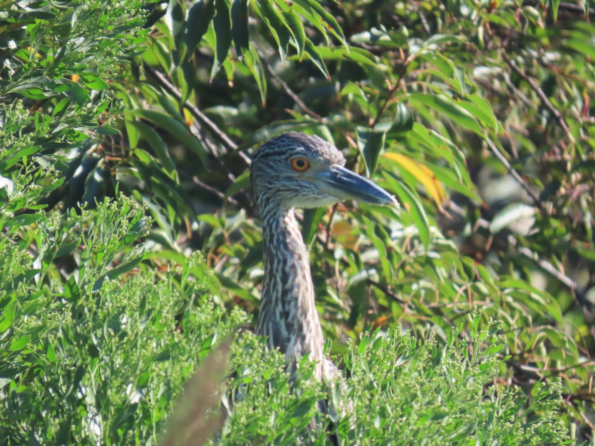 Yellow-crowned Night Heron - ML640868770