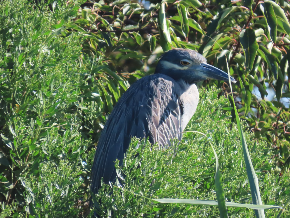 Yellow-crowned Night Heron - ML640868771