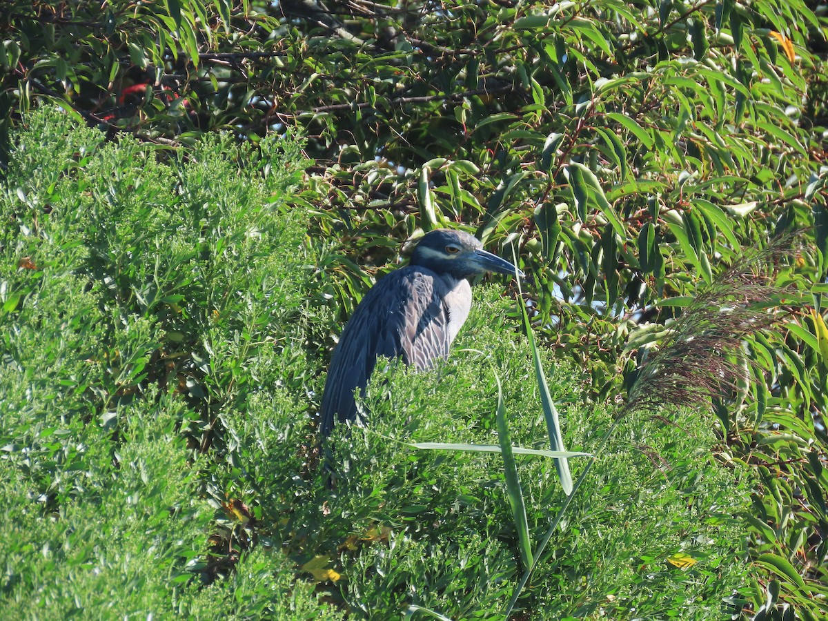 Yellow-crowned Night Heron - ML640868772
