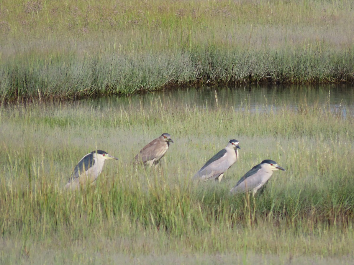 Black-crowned Night Heron - ML640868805