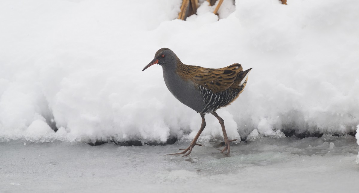 Water Rail - ML640868830