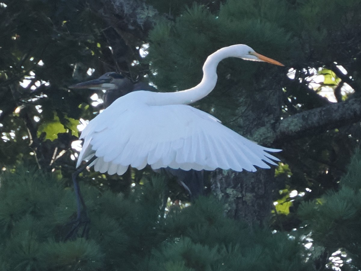 Grande Aigrette - ML640868894